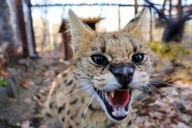 &quotТотемная кошка фараонов&quot появилась в хабаровском зоосаде Зоосад &quotПриамурский&quot им. В.П. Сысоева